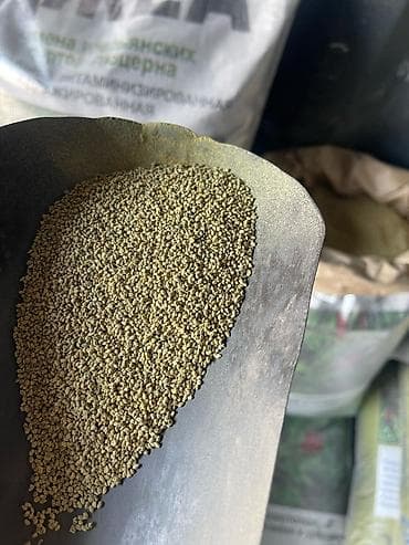 урук кызылча: Уруктар тоют өсүмдүктөрүнүн: Беде — 4