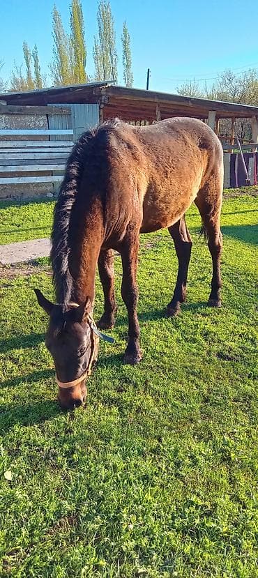 кой бишкек: Сатам | Бээ (ургаачы) | Жумушка | Мерин — 4