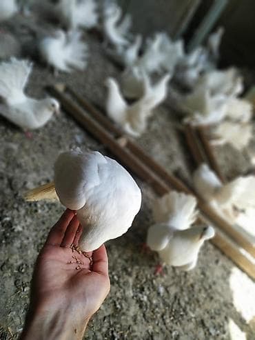 яйца павлина: Продаю голубей породы "павлин" оптом от 500 сом. Декоративные голуби — 4