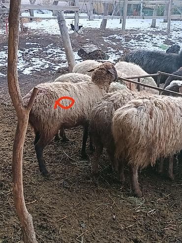 бигль собака: Продаю | Овца (самка) | Гиссарская, Полукровка, Долан | На забой, Для разведения, Для шерсти | Котные, Кастрированные, Матка — 6