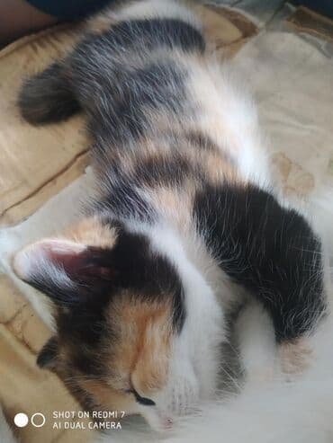 именные ошейники для кошек на заказ: Отдам в хорошие руки .Много играет,мало кушает. Ещё есть рыжий цвет,и — 4