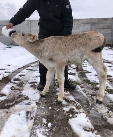 дойныйе коровы: Продаю | Бык (самец), Тёлка, Музоо, торпок | Швицкая | Для разведения | Искусственник — 2