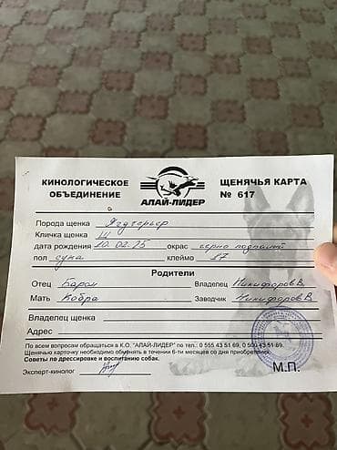 собака породистые: Девочка — 2