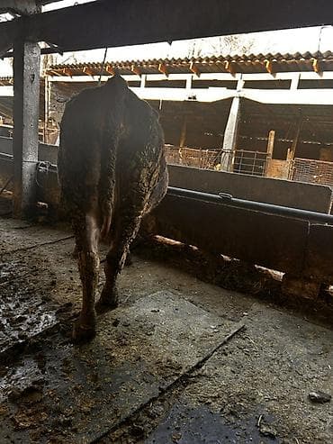 Ветеринар кызматы: Сатам | Уй (ургаачы) | Алатоолук | Союуга — 4