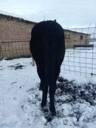 дом животных: Продаю | Жеребенок | Полукровка | На забой, Для разведения | Племенные — 3