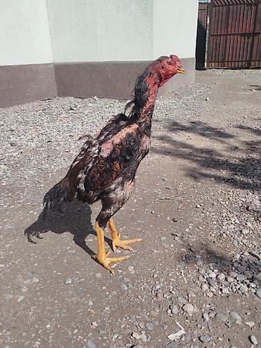 дакан цыпленок: Продаю | Петух — 8