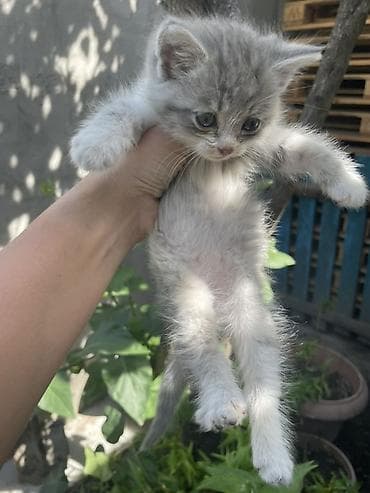 Отдам даром кошку: 1 месяц, Мальчик — 3