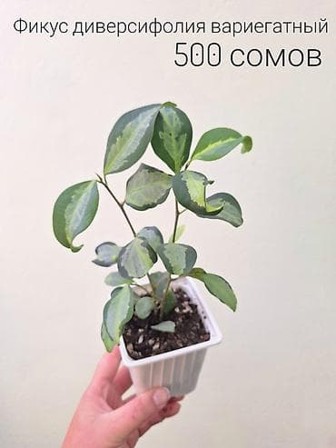 сколько стоит мандарин: 🌿 Комнатные растения/цветы (укоренённые черенки/молодые — 10