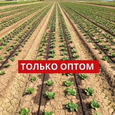 краска половая цена бишкек: Капельная лента 1 метр -1.75 сом Капельное орошение!#Капельная лента! — 12