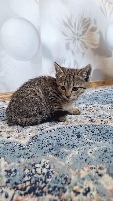 как купить кошку: Котенок полтора месяца, прирученый — 4