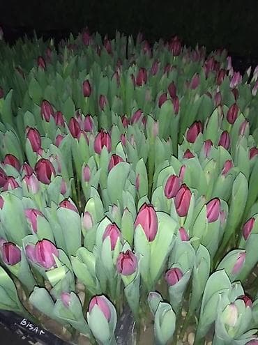 прием яблок в бишкеке: ТЮЛЬПАНЫ ТЮЛЬПАНЫ ТЮЛЬПАНЫ. принимаем заказы на тюльпаны оптом к 8 — 3