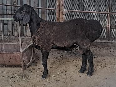 cane corso: Продаю | Ягненок | Для разведения — 1