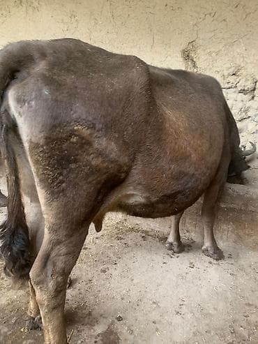 мышык сатам: Сатам | Уй (ургаачы) | Сүт алуу үчүн | Байланган — 4