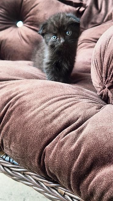 котята скотиш фолд: Скотиш Фолд (Шотландская вислоухая), 1 месяц, Девочка, Черный, Приучена к лотку — 1