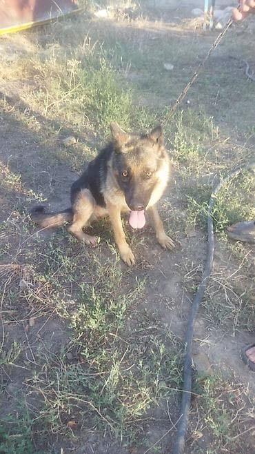ловля собак: Авчарка кимге керек болсо алып кетсеңер болот — 4
