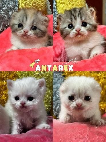 Чистопородные шотландские котята от красивой привозной пары (Россия)