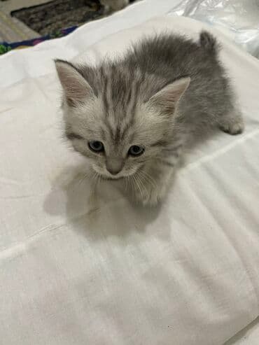 купить вислоухого котенка в бишкеке: Продаётся котёнок! 🐾 Очаровательный породистый шотландский котёнок — 5