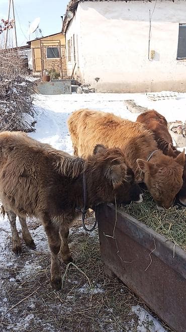 Иттер: Сатам | Кунаажын | Бордоп семиртүү үчүн — 4