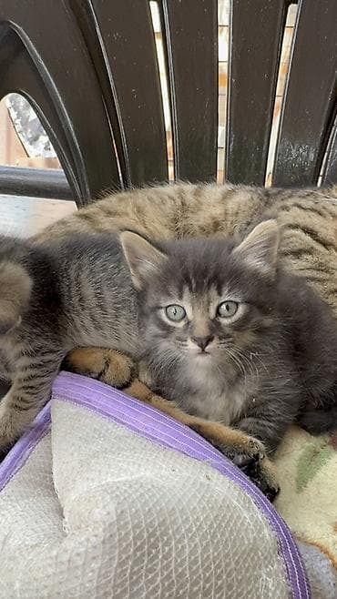 Кошки: Котята от домашней кошки В добрые руки ! Отдадим даром ! Ищем семью ! — 9