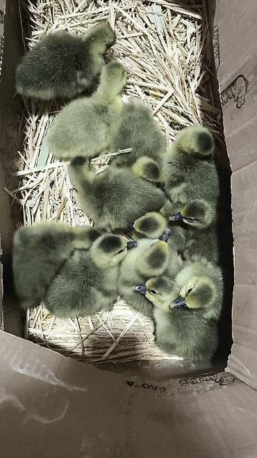 Гусята суточные, недельные. Вывод каждую неделю. Отправка в регионы