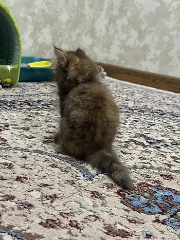 котенок сиамский: 2 месяца, Девочка, Приучена к лотку — 3