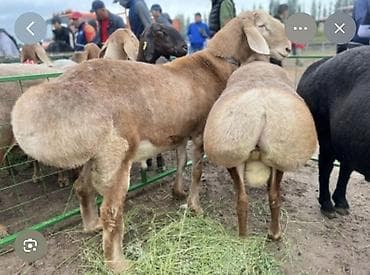 лягушки живые: Продаю | Баран (самец) | Эдильбаевская | Для разведения | Племенные — 1