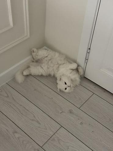Скотиш Фолд (Шотландская вислоухая), 3 года, Девочка, Белый, Кастрирована, Приучена к лотку, Проглистована — 9