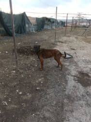 уборка садового участка: 423 соток, Для строительства, Красная книга — 4