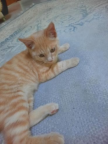 ориентал цена: Кошка даром: Беспородная, 5 месяцев, Мальчик, Приучена к лотку — 3