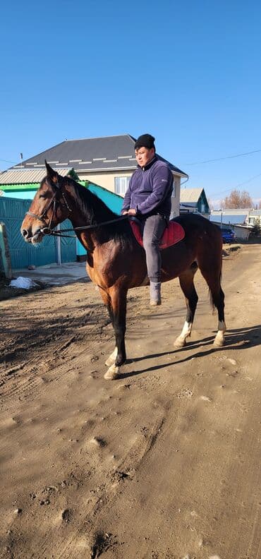 Лошади, кони: Продаю | Жеребец | Конный спорт — 8