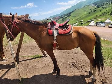 домашний животные: Продаю | Конь (самец) | Кара Жорго | Рабочий — 3