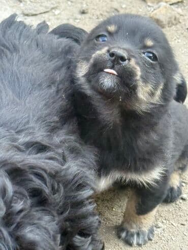 Ит кууту: Щенки метисы, маленькие пушистые комочки с выразительными мордочками и — 2