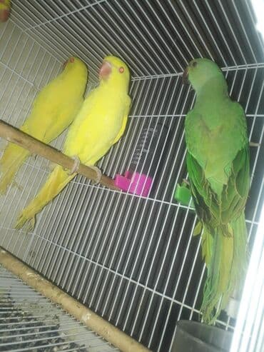 домашняя курица бишкек: Птенцы Ожиреловых попугаев хорошо приручаются к разговору и к рукам — 13