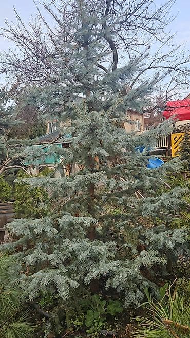 саженцы елки: Распродажа голубых елей! Высота 2 м, 3 м — 8