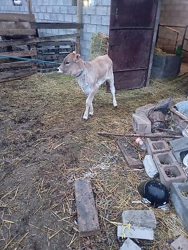 бычок телка: Продаю | Музоо, торпок | На откорм — 8