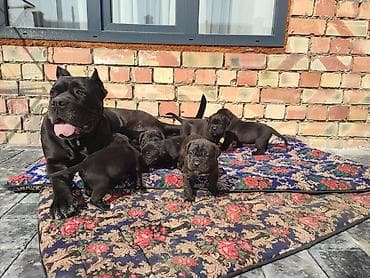 сабака тайган: Чистокровные щенки кане-корсо. Вет.книжка + щенячья карта — 3