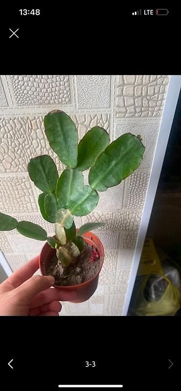 разновидные кактусы: Детки декабриста (Rhipsalidopsis/Schlumbergera) редких окрасов. - — 2