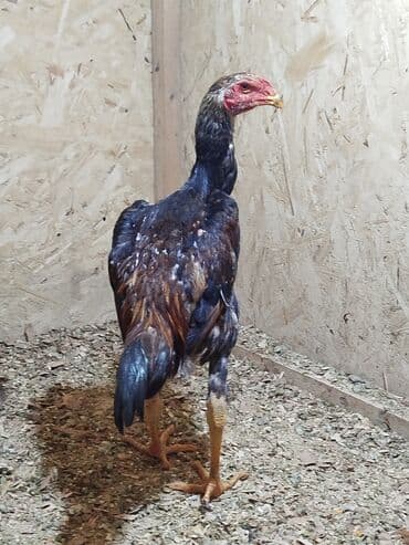 Птицы: Дакан жожо короздор сатылат активный алмашу жолдору бар адрес Бишкек — 4