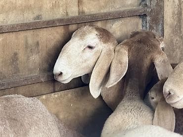 животные баран: Продаю | Овца (самка) | Арашан | Для разведения | Ярка — 3