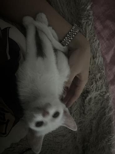 кошка цена: 3 месяца, Девочка, Белый, Приучена к лотку — 7