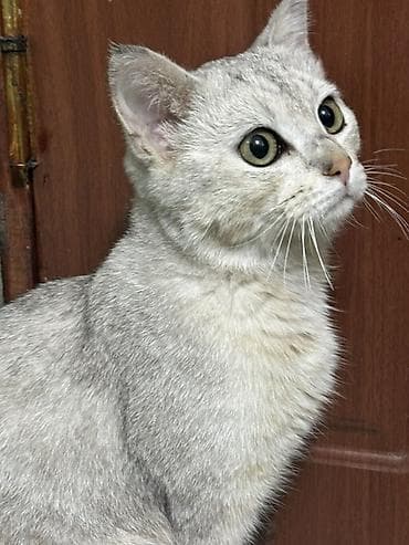 Мышыктар сатылат: Кошка серебристого окраса (shaded/silver). Короткая густая шерсть с — 3