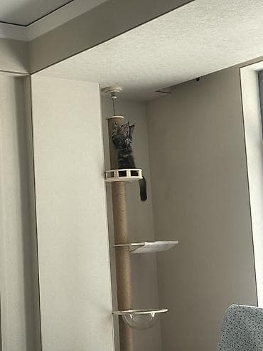 прозрачный ящик: Напольная потолочная когтеточка-турникет для кошек с многоуровневой — 3