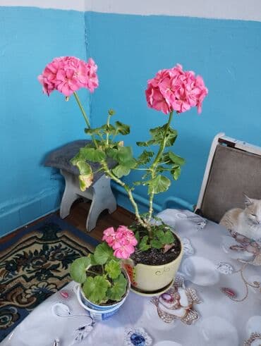 стол рабочий офисный: Продаю комнатные цветы цены разные от 250-500.обмен интересует на — 4