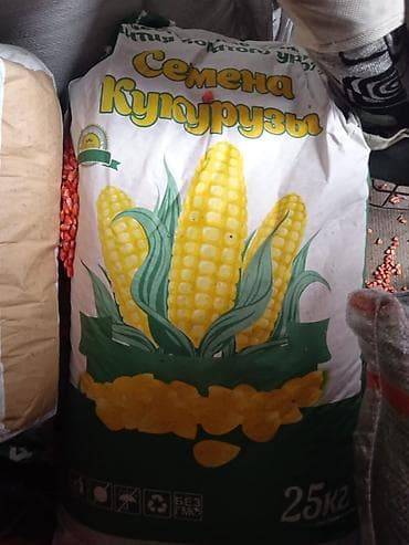 цветы ош: Жугору дарыланган местный 80 сом Чечен жугору — 3