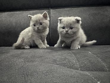 d cat: Готовы к бронированию: Девочка Scottish fold, мальчик Scottish — 2