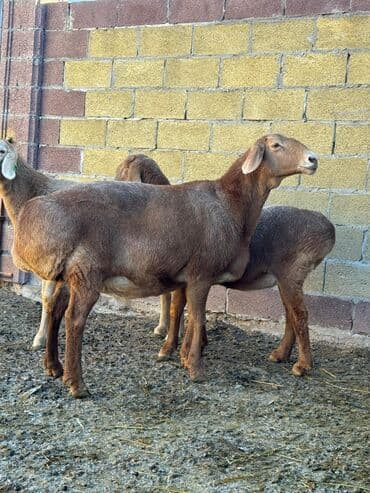 кавказская собака: Продаю | Овца (самка) | Арашан | Для разведения | Матка — 2