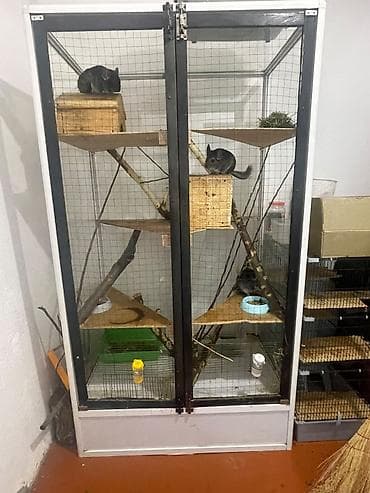 Шиншиллалар: Продам 3 шиншилл вместе с витриной за 25 тыс сом — 4