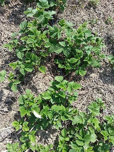 бабка грени: Саженцы ежевики (безшипные побеги). - Тип: кустовые плодовые — 1