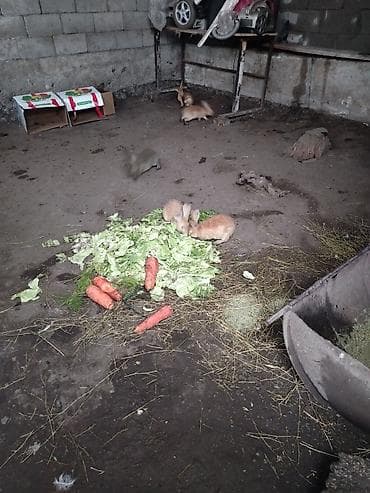 декоративные кролики: Продаю | Крольчата | Для разведения — 3