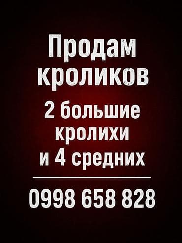 Животные: Продаю | Крольчиха (самка) | Для разведения — 1